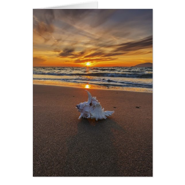 Shell En La Playa Al Azar | Isla Kos (Frente)