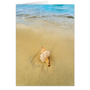 Shell en la playa   Jamaica