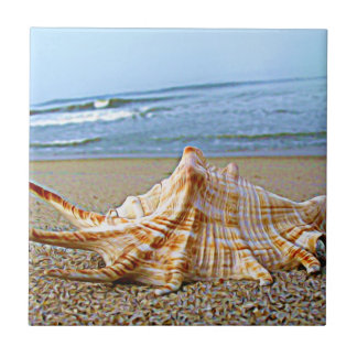 Shell teja