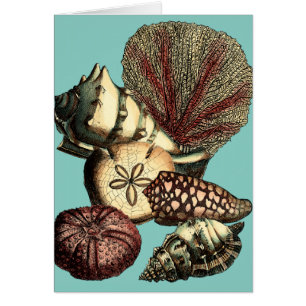 Shell turquesa y colección de corales rojos
