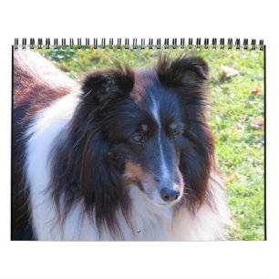 Sheltie Calendario