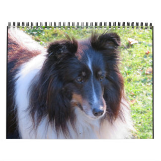 Sheltie Calendario