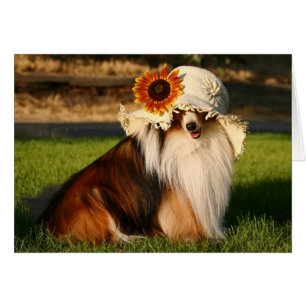 Sheltie con Gorra