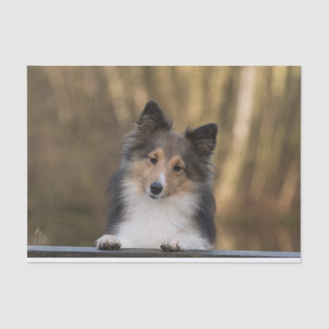 Sheltie de Sable Adorable, Papel de Sheepdog Shetl (Anverso)