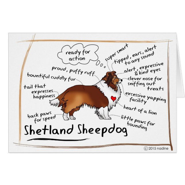 Sheltie del Sable (Anverso (Horizontal))