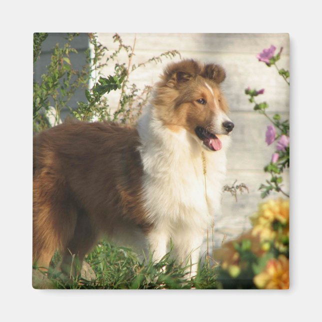 Sheltie en imán de flores (Frente)