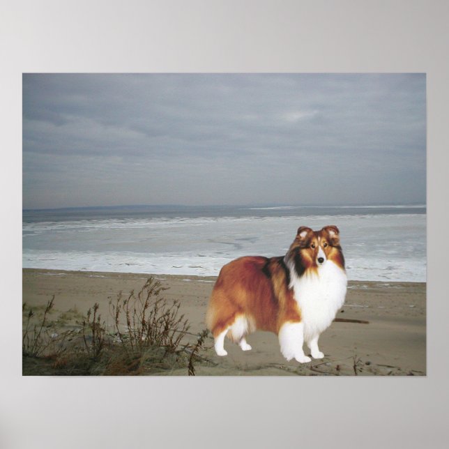 Sheltie En La Impresión De La Playa (Frente)