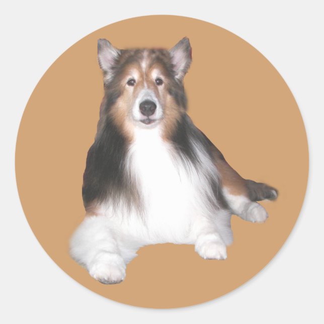 Sheltie Pegatina (Anverso)