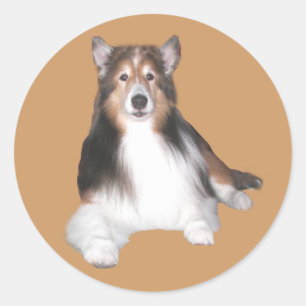 Sheltie Pegatina