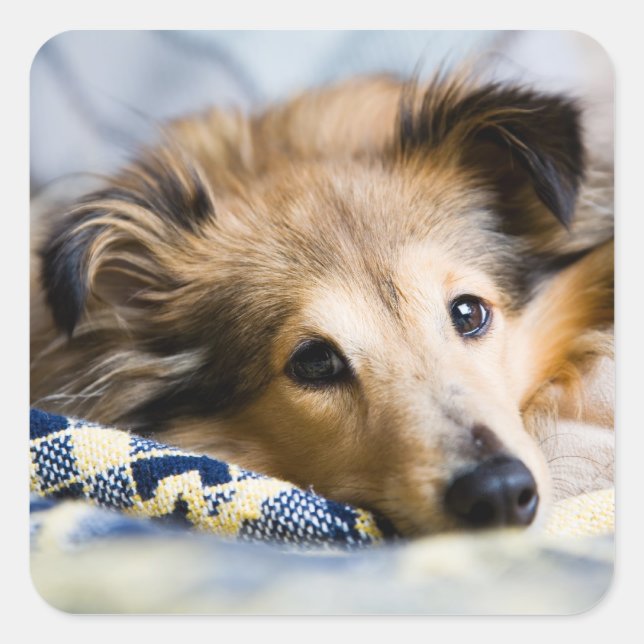 Sheltie pegatina (Anverso)