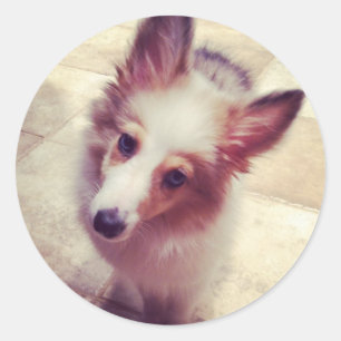 Sheltie Pegatinas