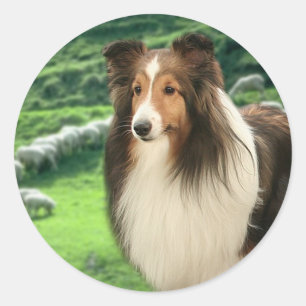 Shelties Lead Pegatina