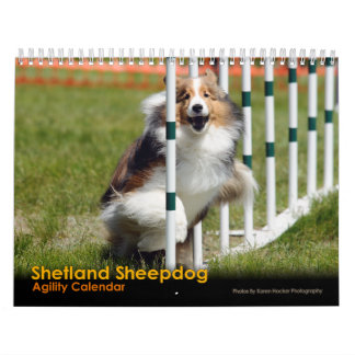 Shelties y teje el calendario de la agilidad