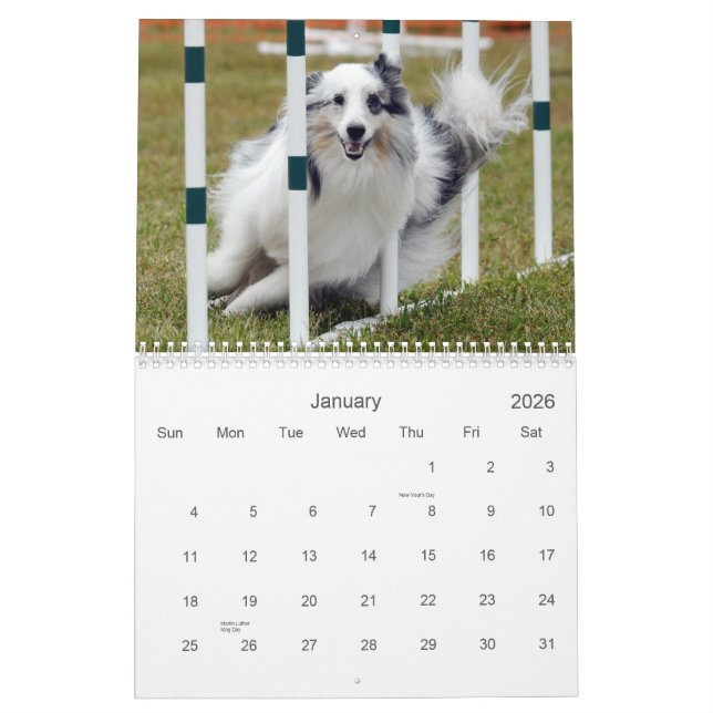 Shelties y teje el calendario de la agilidad (Jan 2026)