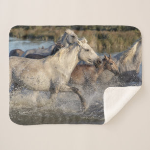 Sherpa manta de caballos corriendo