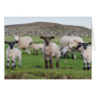 Shetland Sheep