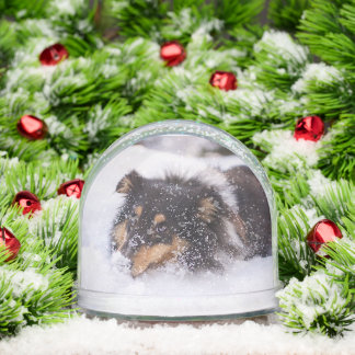 Shetland Sheepdog Laying In Snow