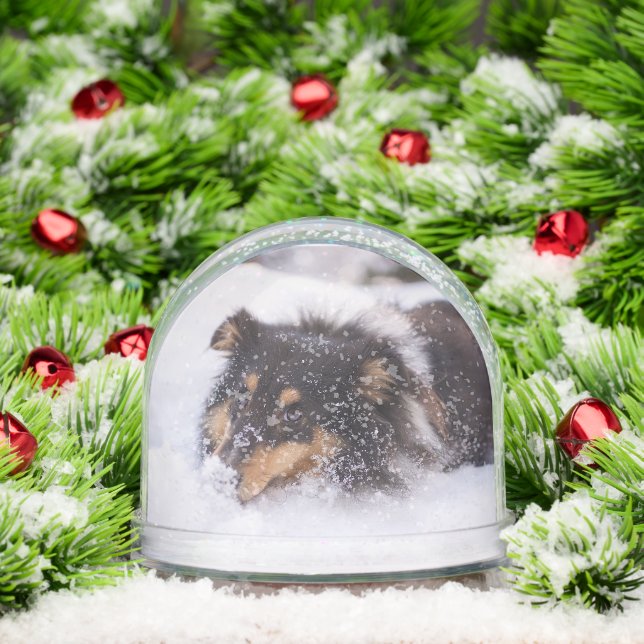 Shetland Sheepdog Laying In Snow (Navidad)