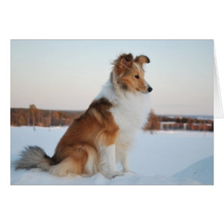 Shetland sheepdog paper product