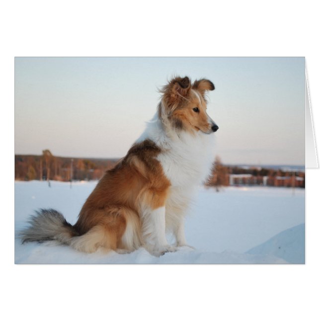 Shetland sheepdog paper product (Anverso (Horizontal))