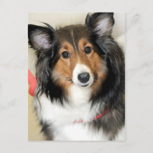 Shetland Sheepdog (Sheltie) Raza de perro Postales