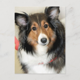 Shetland Sheepdog (Sheltie) Raza de perro Postales