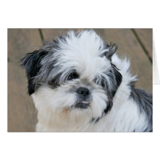 Shih anhelante Tzu