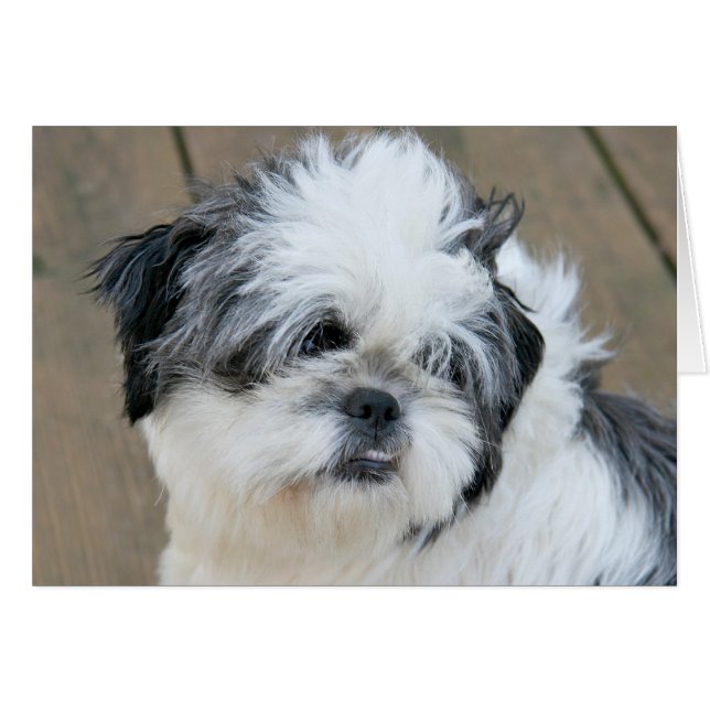 Shih anhelante Tzu (Anverso (Horizontal))