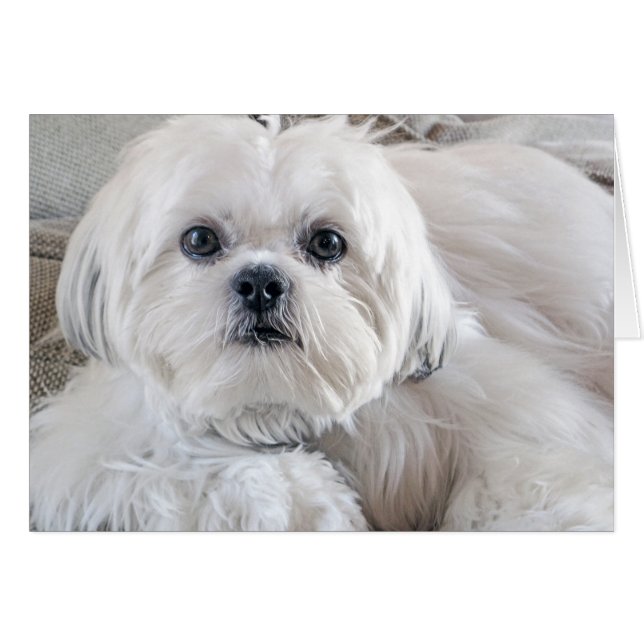 Shih Tzu (Anverso (Horizontal))