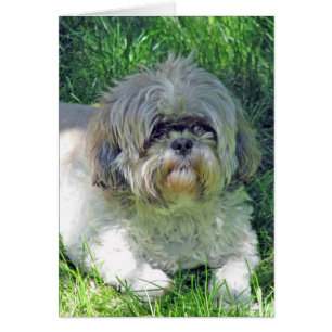 shih tzu