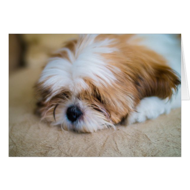 Shih Tzu (Anverso (Horizontal))