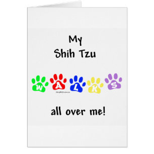 Shih Tzu Camina Por Todo Ti