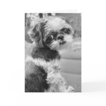 Shih Tzu Chica Tarjeta de felicitación en blanco y