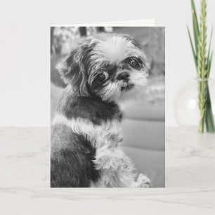 Shih Tzu Chica Tarjeta de felicitación en blanco y