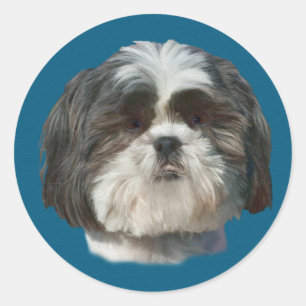 Shih Tzu Dog Pegatina