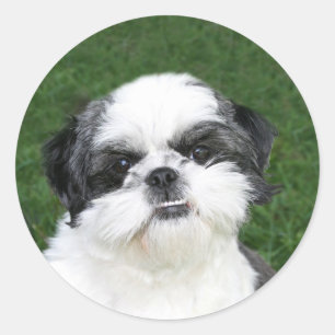 Shih Tzu face pegatina