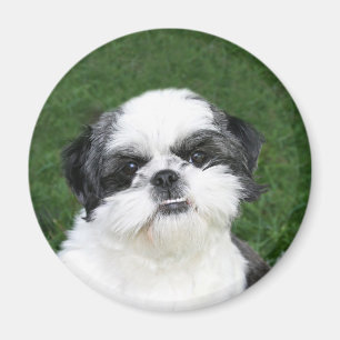 Shih Tzu hace frente al imán