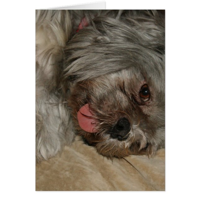 Shih tzu lindo cachorrito perro (Frente)