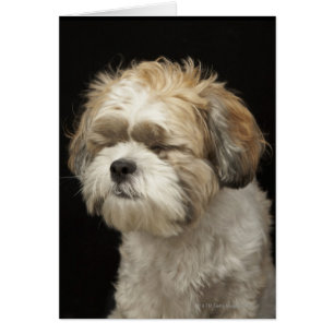 Shih Tzu marrón y blanco con los ojos cerrados
