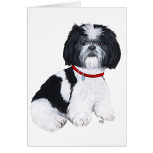 Shih Tzu negro y blanco