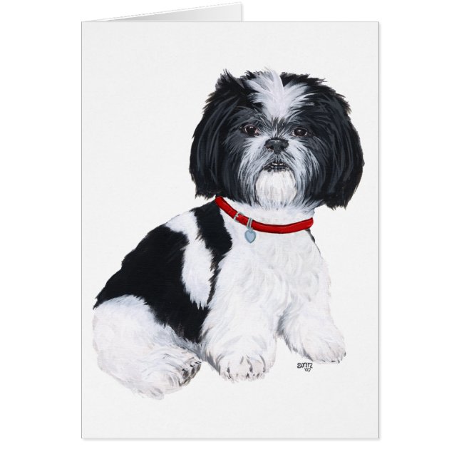 Shih Tzu negro y blanco (Frente)
