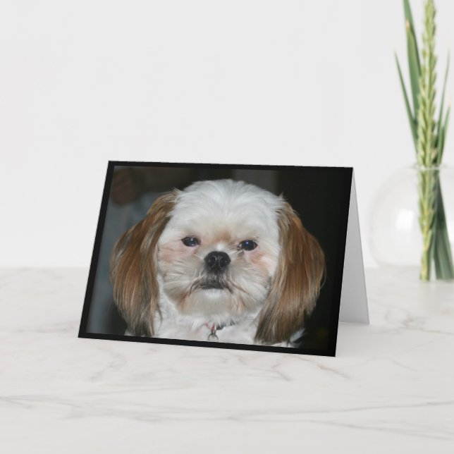 ¡Shih Tzu Nunca Parece Haber Edad! Tarjeta de cump (Anverso)