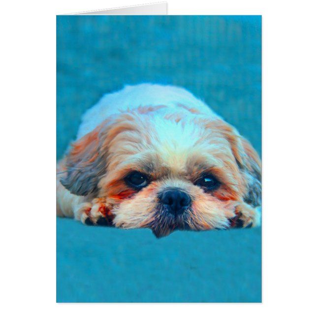 Shih Tzu Perro Agua color arte Retrato (Frente)