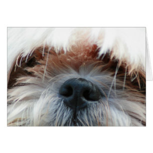 shih tzu perro cachorro lindo regalo de foto de ca