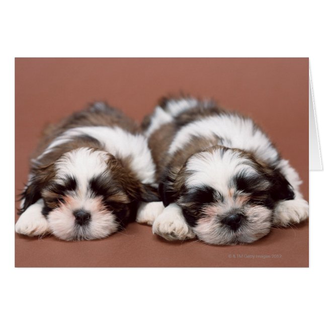 Shih Tzu Puppies (Anverso (Horizontal))