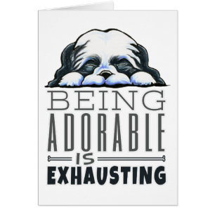 Shih Tzu Ser Adorable