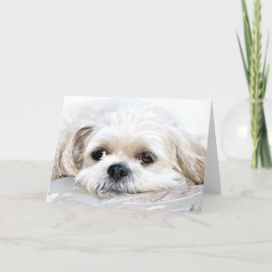 Shih Tzu te echa de menos la tarjeta
