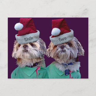 Shih Tzues Shih Dos Navidades Tarjeta De Saludo