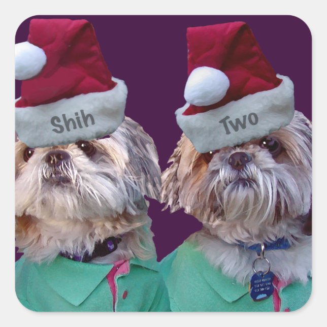 Shih Tzues Shih Dos Pegatinas De Navidad (Anverso)