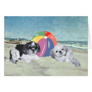 Shih Tzus en la Playa
